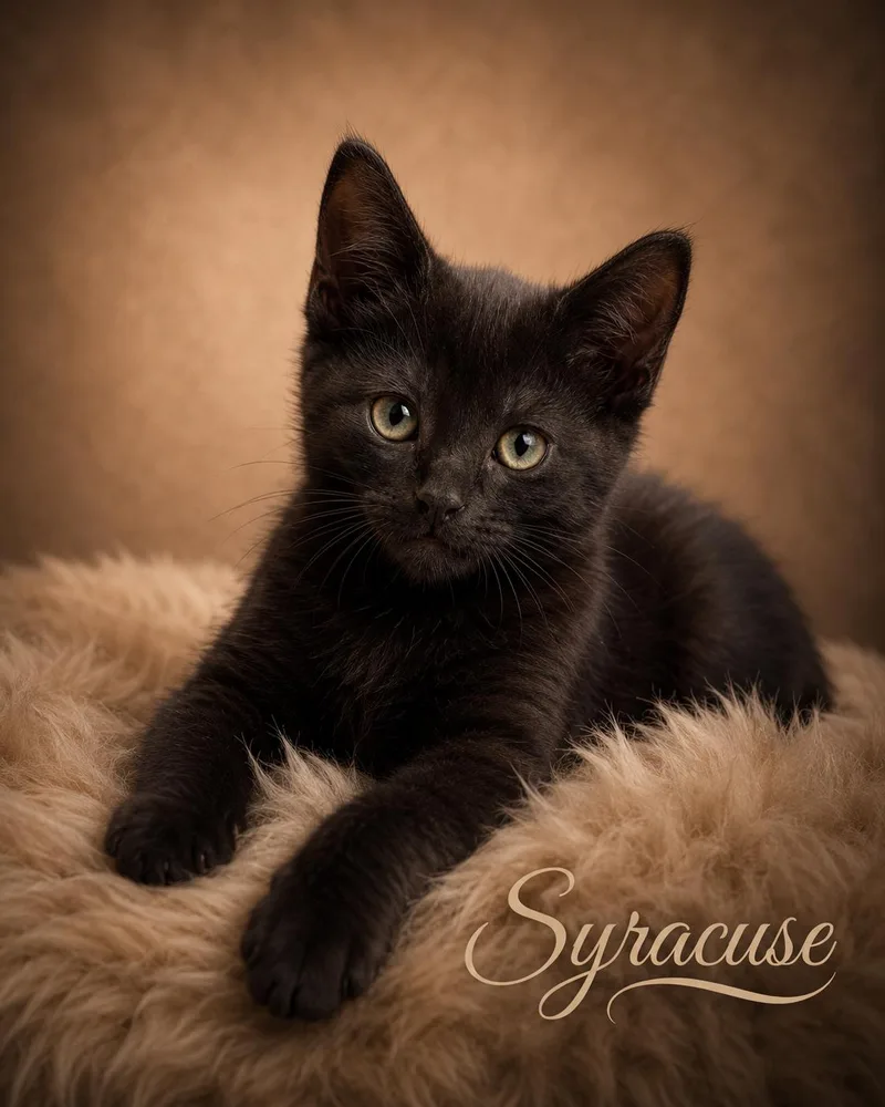 Syracuse