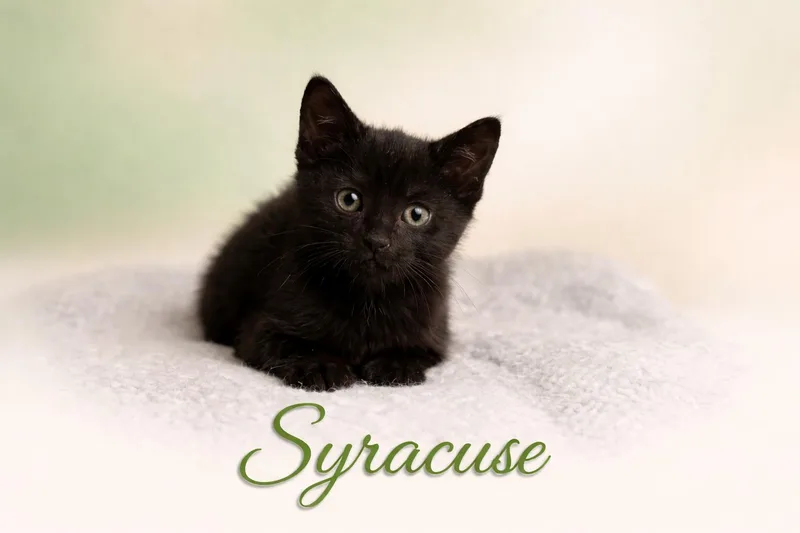 Syracuse thumbnail 5