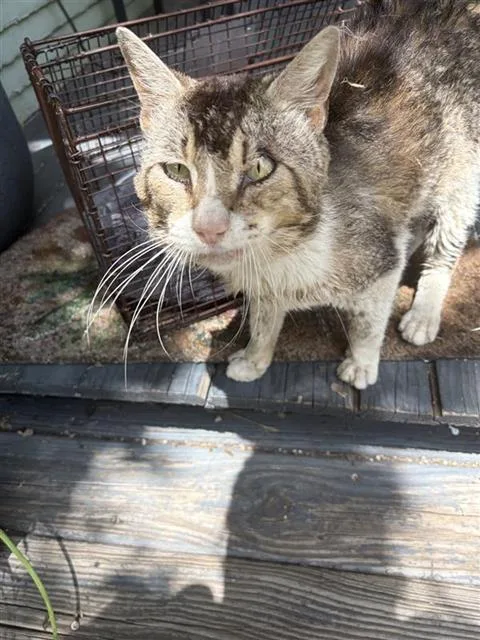 An adult medium-sized male Domestic Short Hair cat named Azrael for adoption in San Antonio, TX