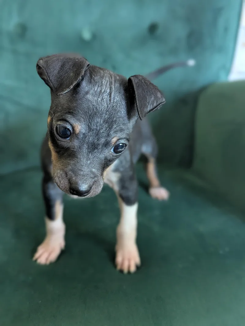 A baby small-sized male Mixed Breed dog named Tiny for adoption in Rochester , NY