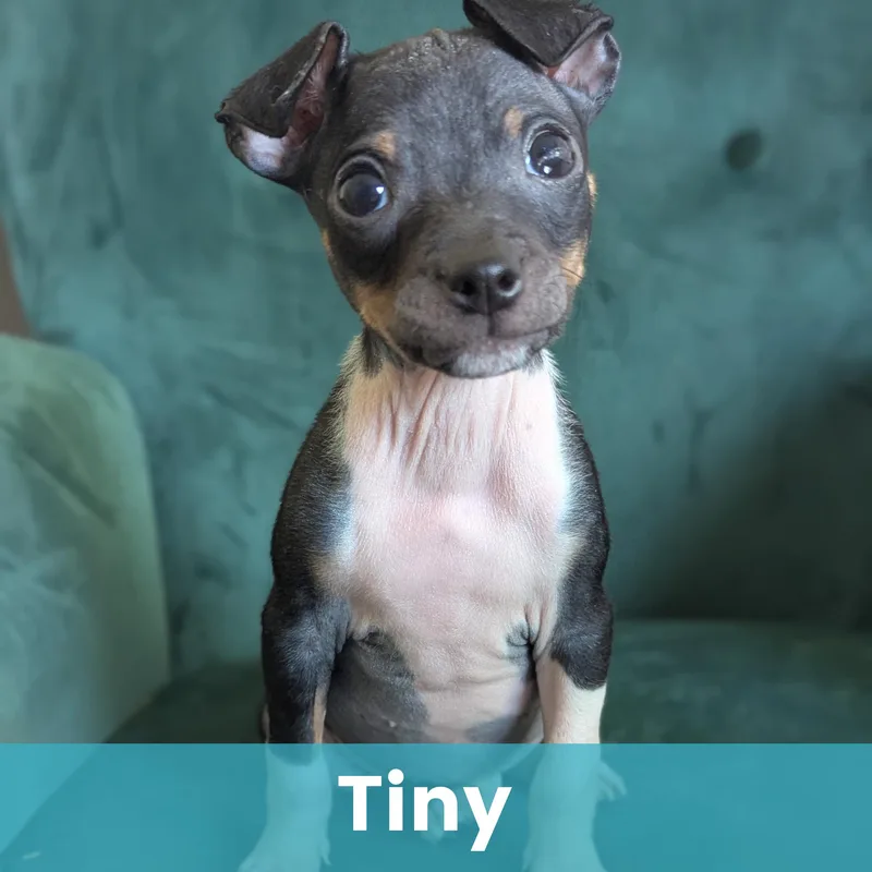 Tiny thumbnail 5