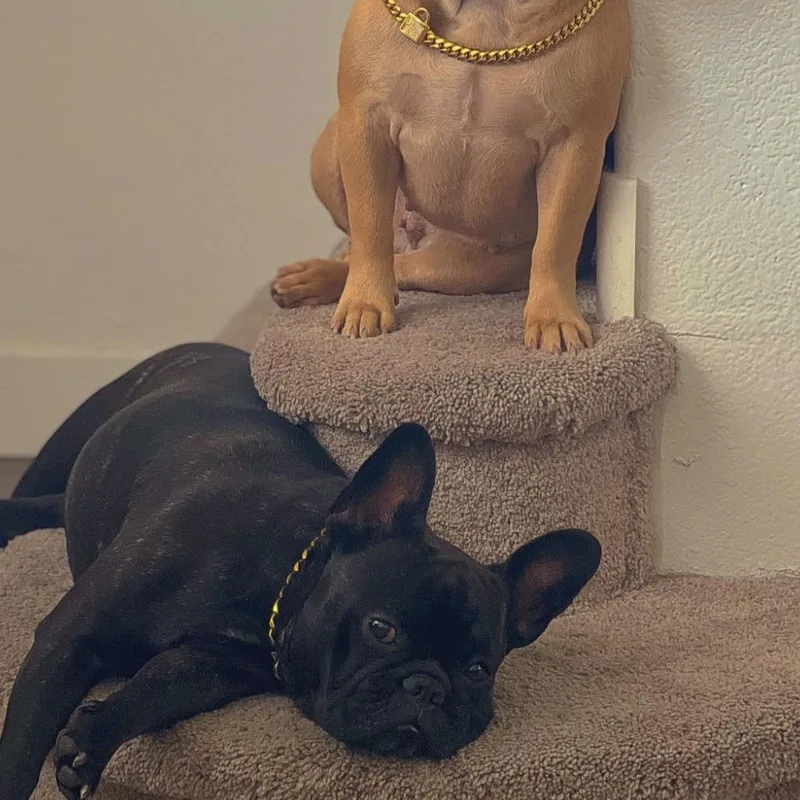 An adult small-sized female French Bulldog dog named Bella for adoption in North Las Vegas, NV