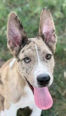 A baby large-sized male Retriever dog named Squints for adoption in Bloomfield, CT