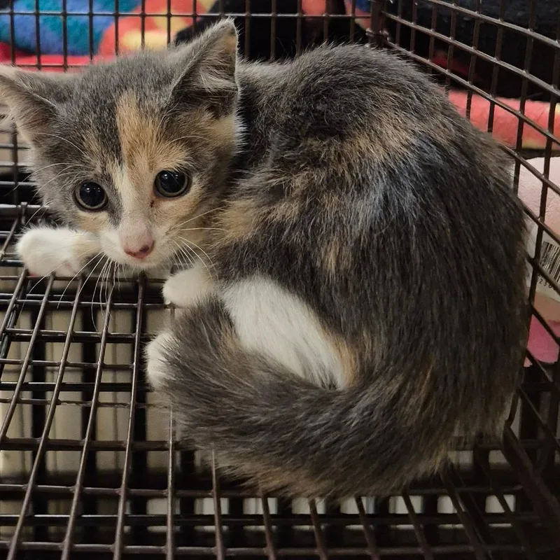 A baby small-sized female Gray / Blue / Silver Domestic Short Hair cat named 66192 for adoption in Lake Panasoffkee, FL