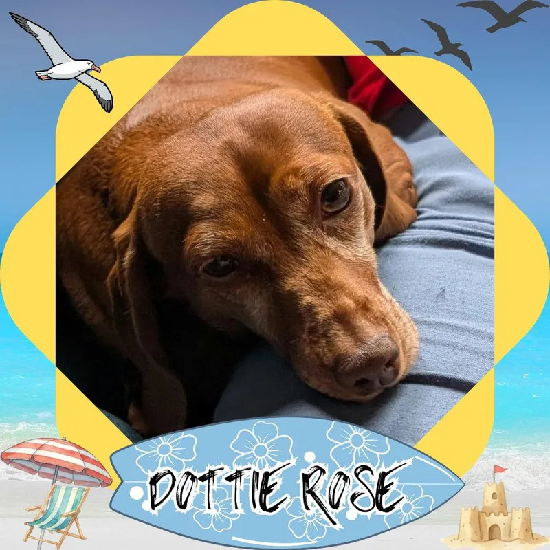 An adult medium-sized female Dachshund dog named Dottie Rose+ for adoption in San Antonio, TX