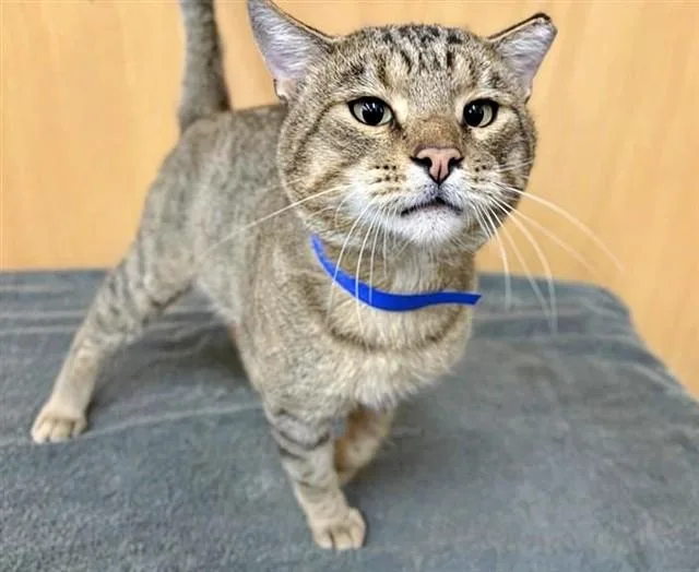 A young small-sized male Domestic Short Hair cat named Jerry for adoption in Saint Louis, MO