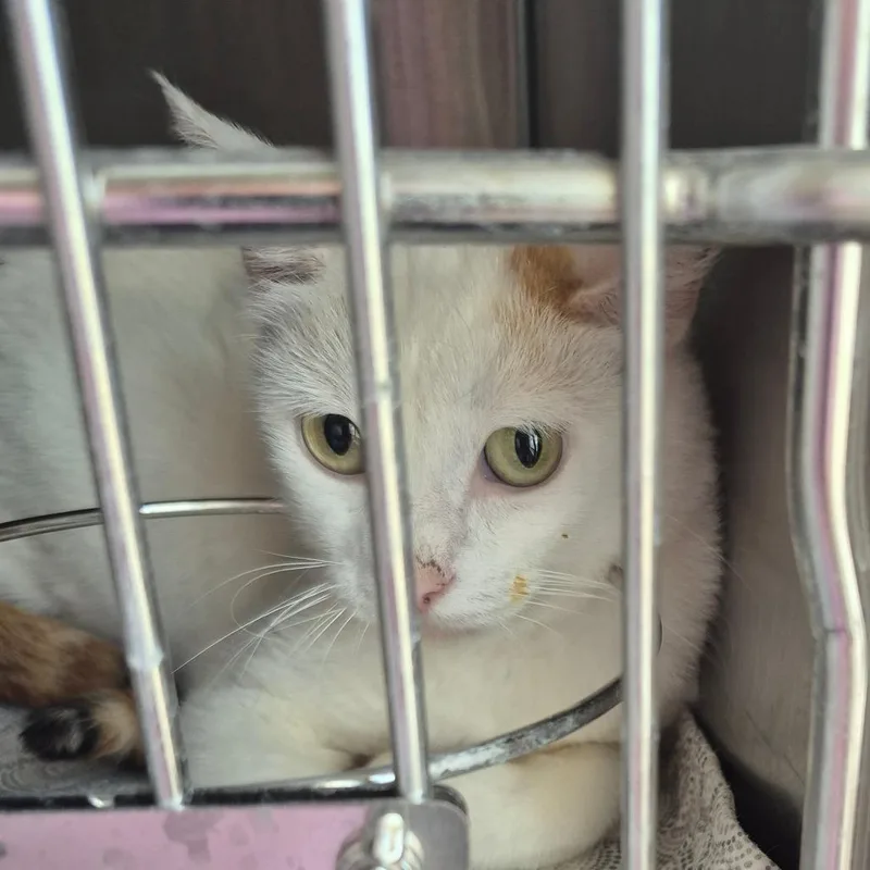 A young small-sized female White Domestic Short Hair cat named Nova for adoption in Kingman, KS