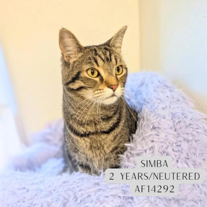 Simba