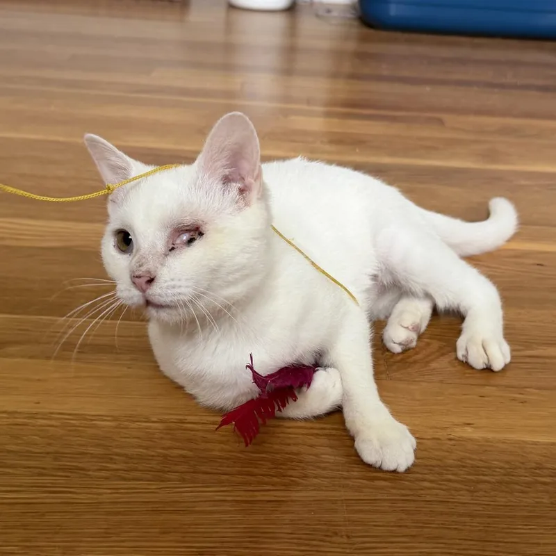 A young small-sized female White Domestic Short Hair cat named Alice for adoption in Lexington, KY