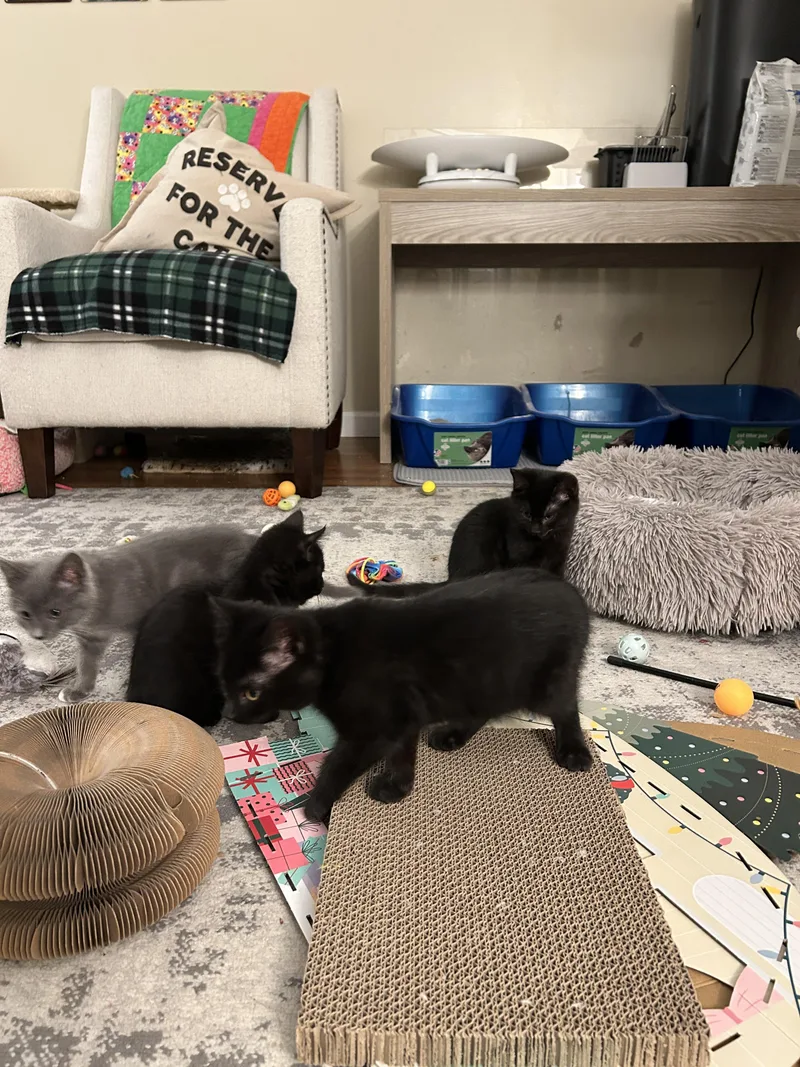 Wren  Special Needs thumbnail 2