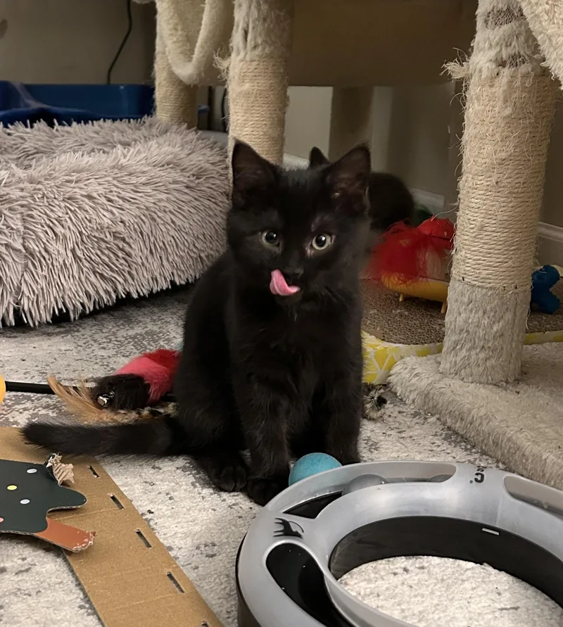 Wren  Special Needs thumbnail 4