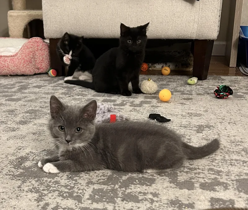 Wren  Special Needs thumbnail 5