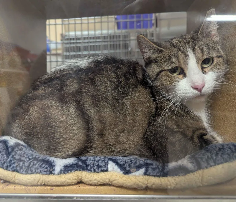 An adult medium-sized female Tabby (Brown / Chocolate) Domestic Short Hair cat named Little Ma'am for adoption in Seven Valleys, PA