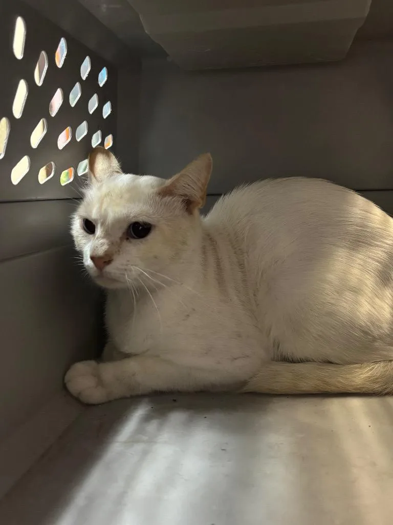 A young medium-sized male Domestic Short Hair cat named Nokie for adoption in New Braunfels, TX