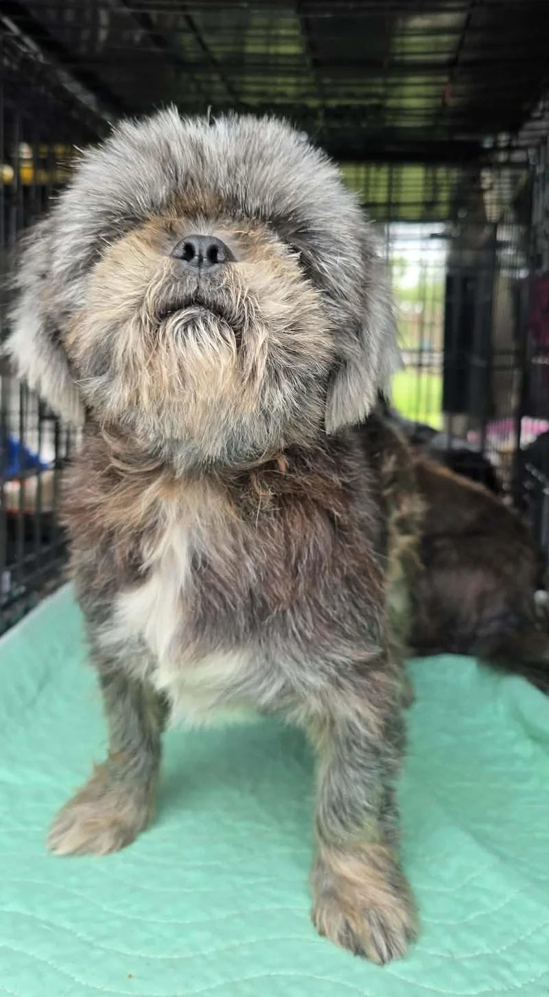 An adult small-sized male Tricolor (Brown, Black, & White) Shih Tzu dog named Truffle for adoption in Southlake, TX