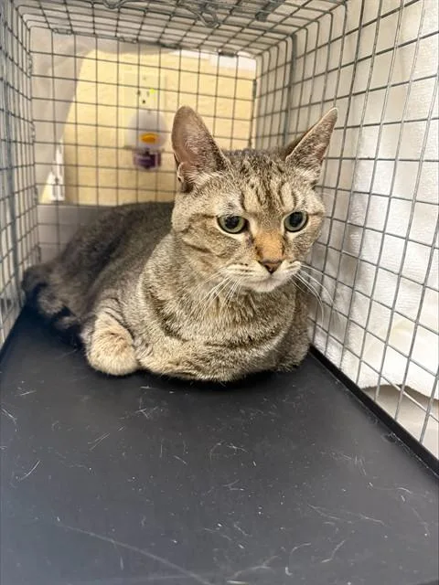 A senior large-sized female Domestic Short Hair cat named Shelby for adoption in Fort Myers, FL