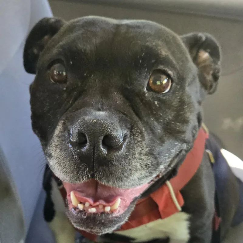 An adult medium-sized female Black Mixed Breed dog named Magpie for adoption in Sonoma, CA
