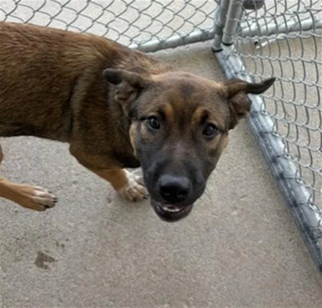A young small-sized female Dutch Shepherd dog named Milk Chocolate for adoption in Bakersfield, CA