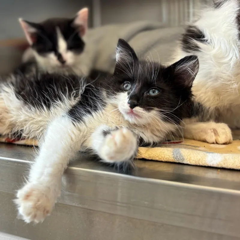 A baby small-sized male Black Domestic Medium Hair cat named Sycamore for adoption in Nashville, IN