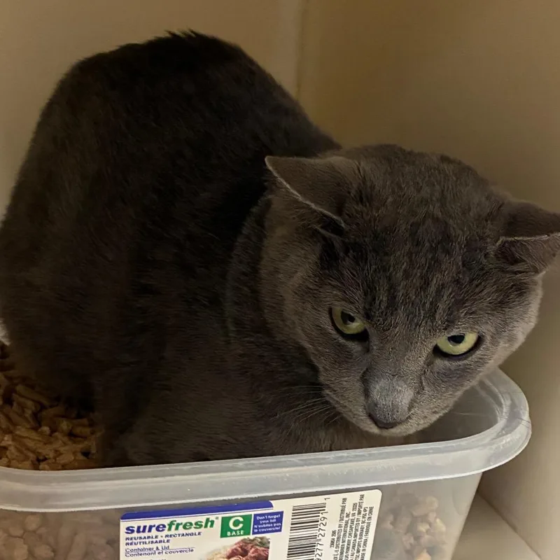 An adult medium-sized male Gray / Blue / Silver Domestic Short Hair cat named Blueberry for adoption in Yuma, AZ