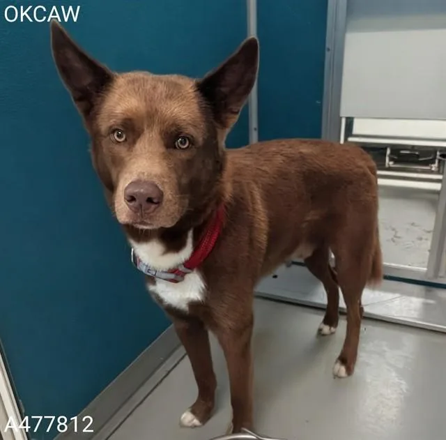 A young medium-sized male Australian Kelpie dog named Kelvin for adoption in Oklahoma City, OK