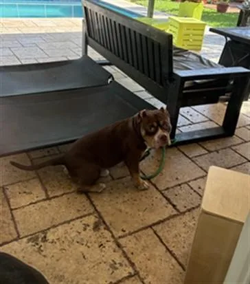 An adult large-sized male Terrier dog named Adam for adoption in Miami, FL
