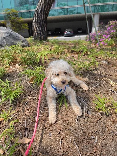 A baby small-sized male Poodle dog named Sejin for adoption in Agoura Hills, CA