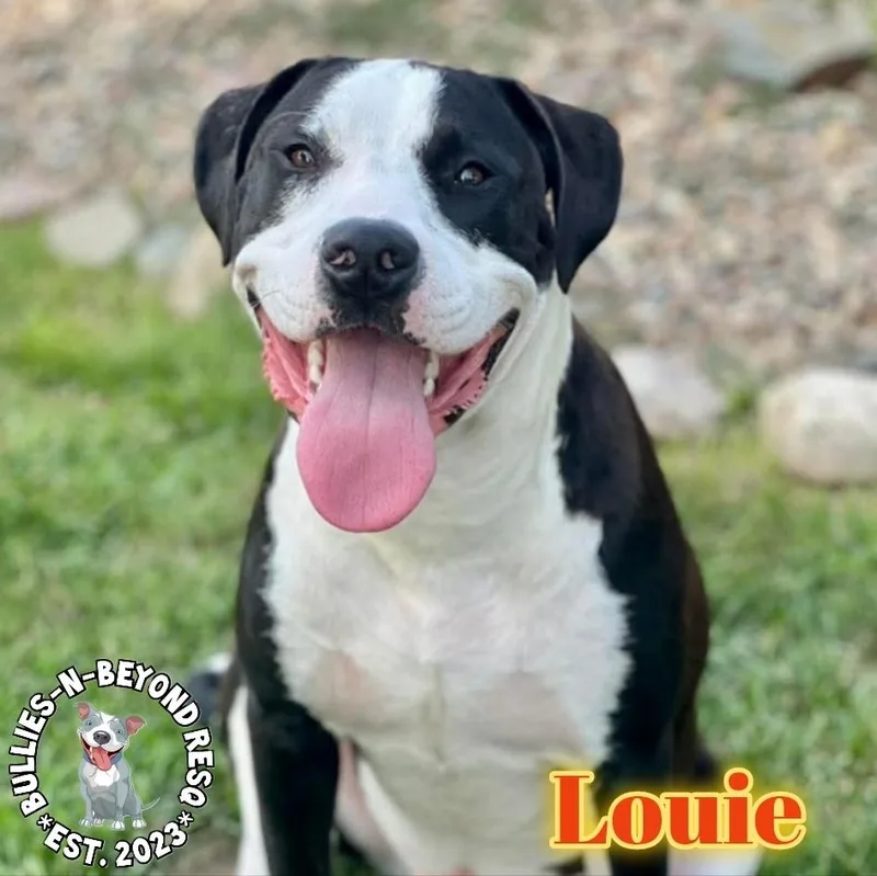Louie thumbnail 2