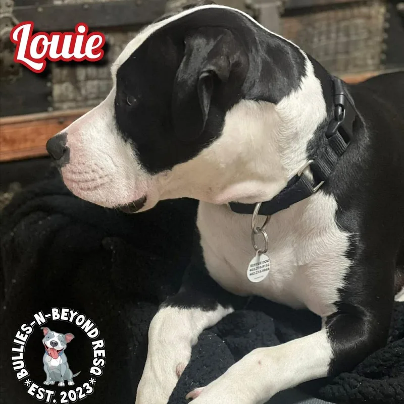 Louie thumbnail 5
