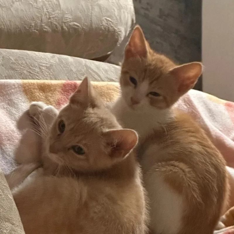 A baby small-sized female Buff / Tan / Fawn Domestic Short Hair cat named Maybell for adoption in Pleasanton, CA