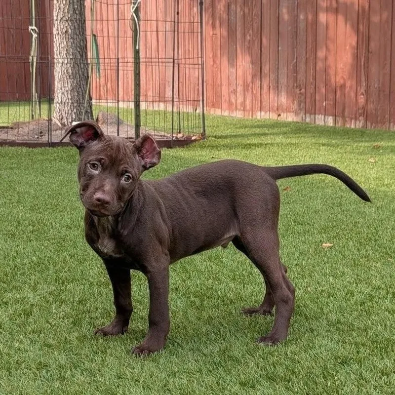 A baby medium-sized male Brown / Chocolate Terrier dog named Mr. Chocolate KB for adoption in Austin, TX