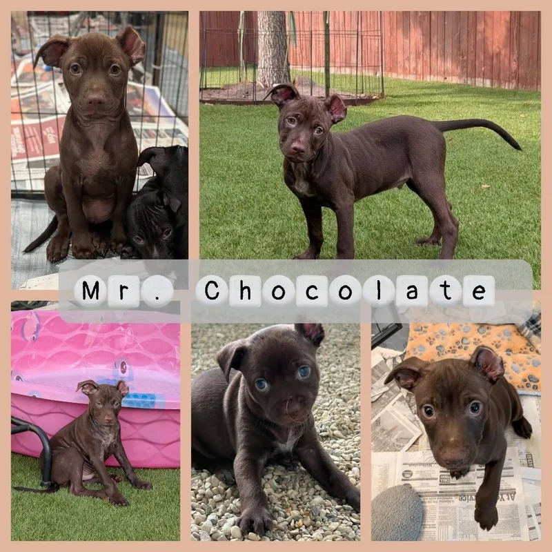 Mr. Chocolate KB thumbnail 2