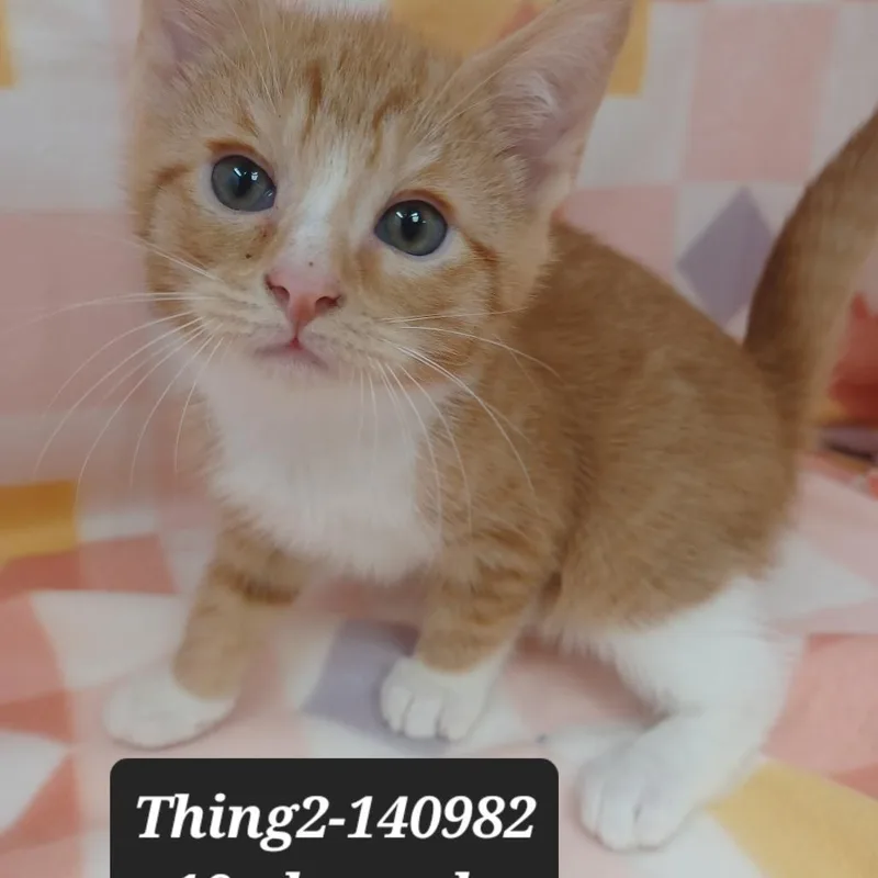 A baby small-sized male Domestic Short Hair cat named Thing for adoption in New Tazewell, TN
