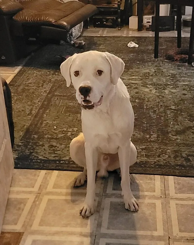 Falcor
