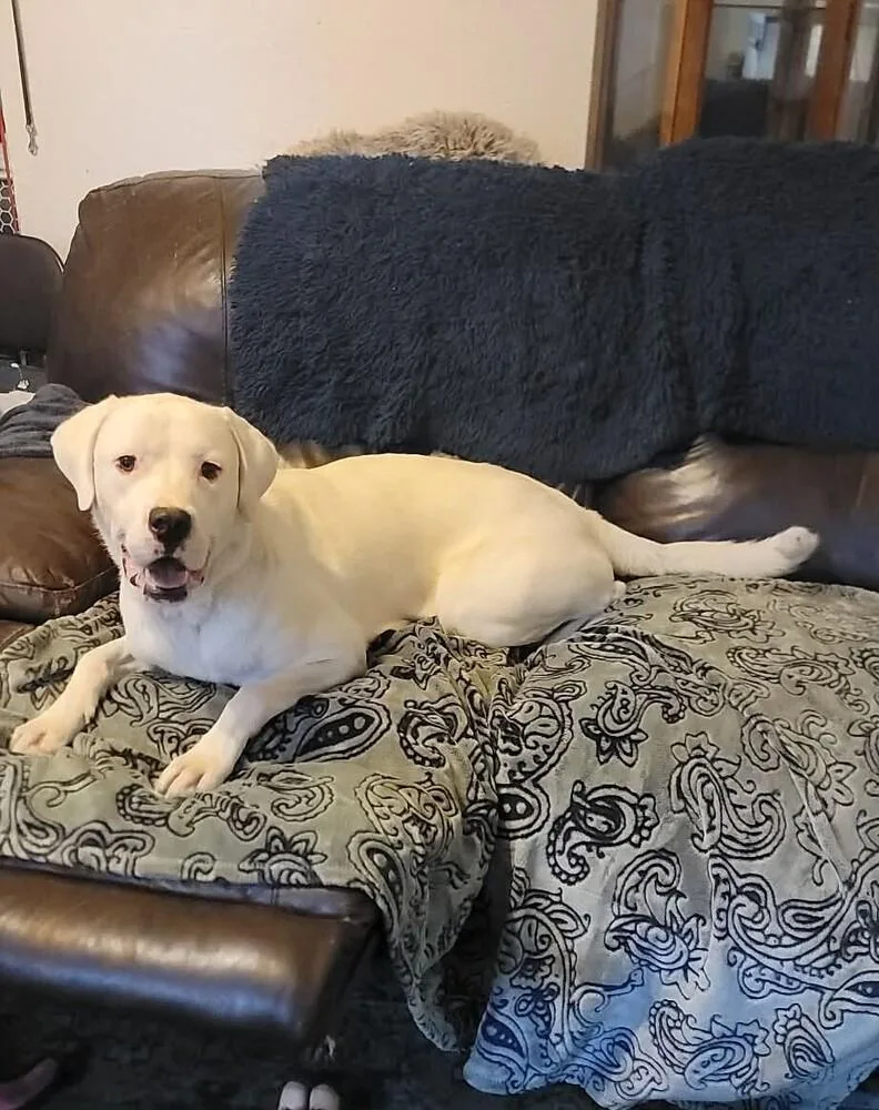 Falcor thumbnail 3