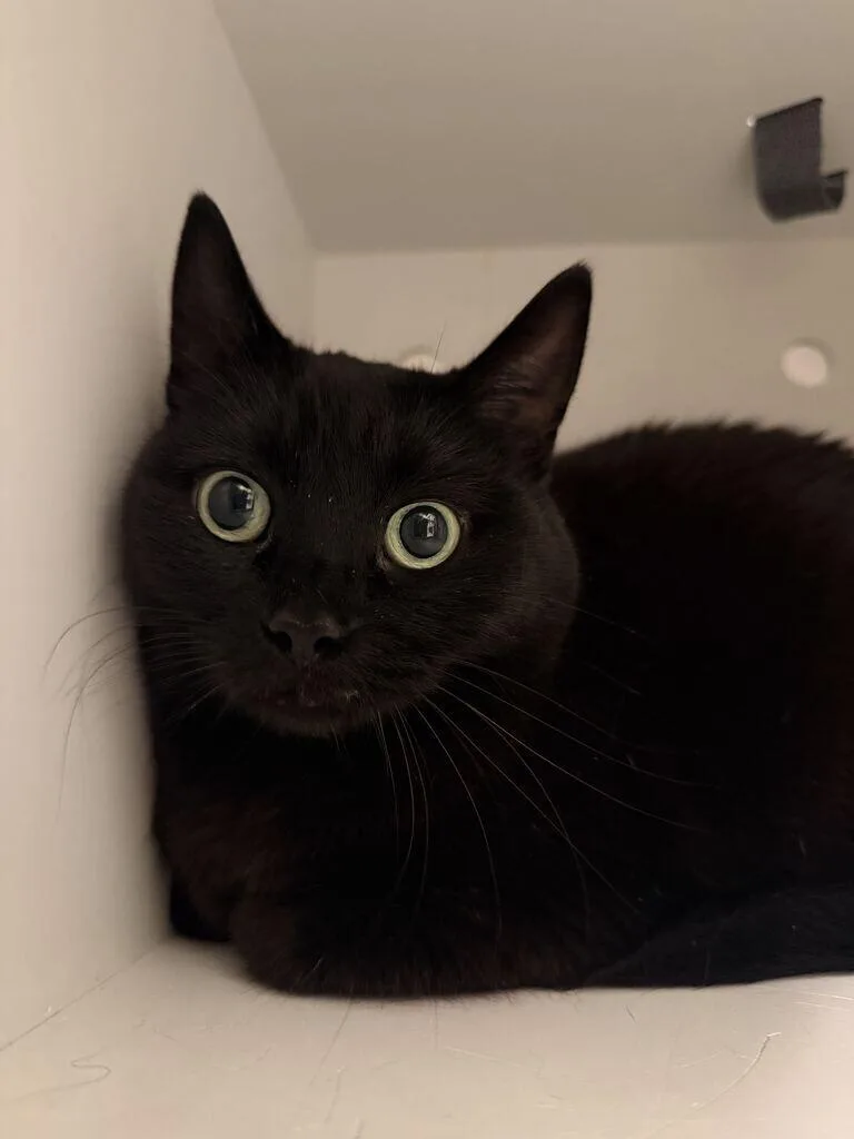 An adult medium-sized female Black British Shorthair cat named Prism for adoption in Fruit Heights, UT