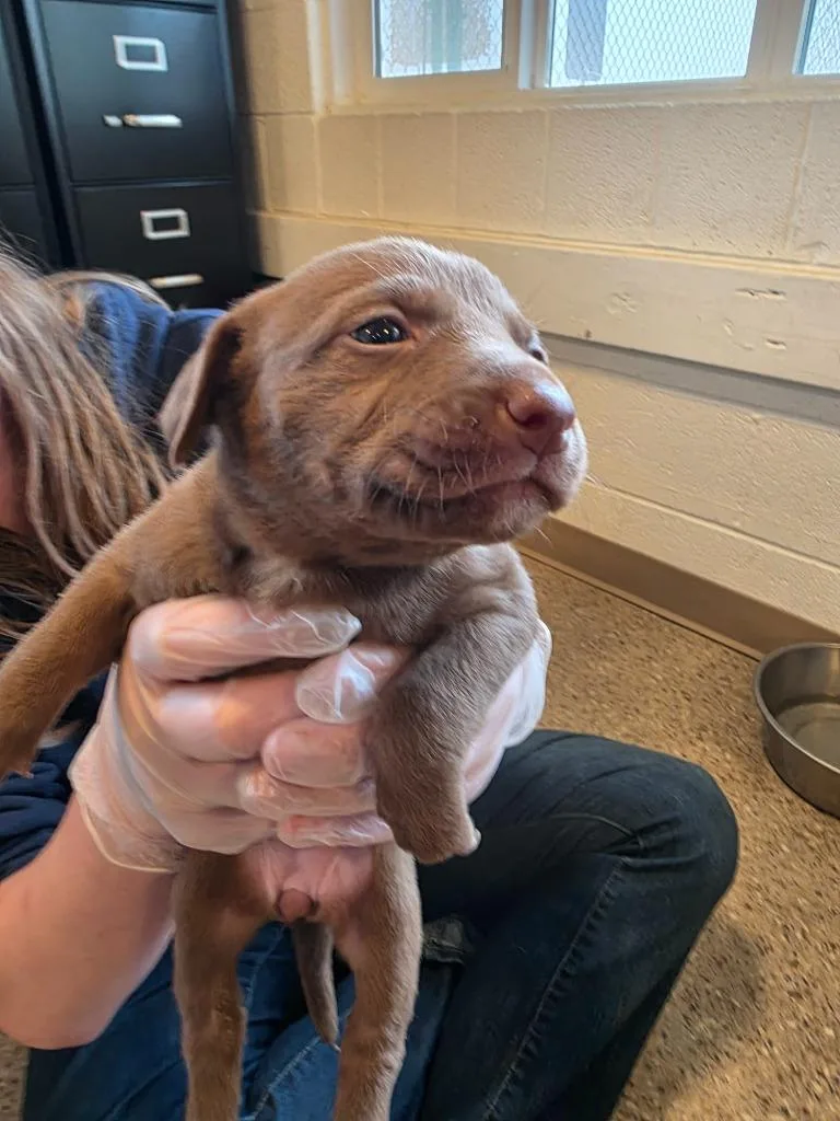 A baby medium-sized female Labrador Retriever dog named Henna for adoption in Gold Beach, OR