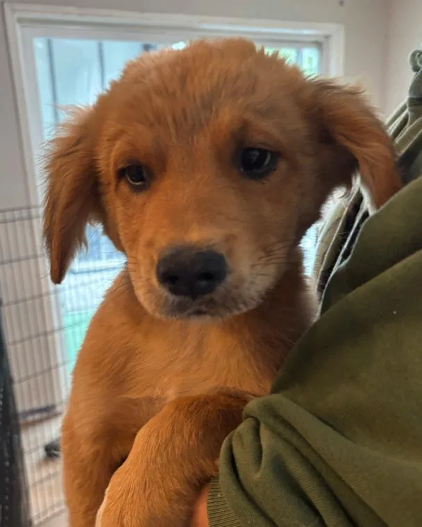 A young medium-sized male White / Cream Great Pyrenees dog named Mason for adoption in renton, WA