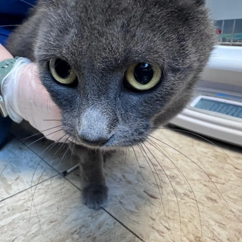 An adult medium-sized female Gray / Blue / Silver Domestic Short Hair cat named Tulip for adoption in Birdsboro, PA