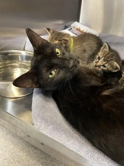 An adult small-sized female Domestic Short Hair cat named Fifa for adoption in Roseville, CA