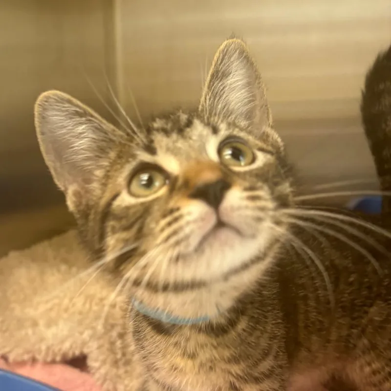 A baby small-sized male Brown / Chocolate Domestic Short Hair cat named Harvest for adoption in East Hanover, NJ