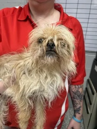 An adult small-sized female Brussels Griffon dog named Mariah for adoption in West Chester, PA