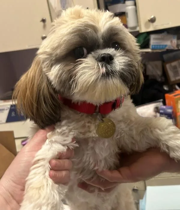 A young small-sized female Shih Tzu dog named Cookie for adoption in Oakland, NJ