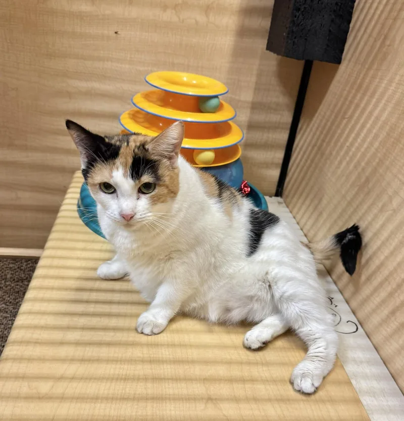A young medium-sized female Calico Domestic Short Hair cat named Sunset for adoption in Springfield, PA