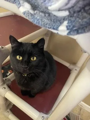 An adult medium-sized female Domestic Short Hair cat named Anise for adoption in Bloomsburg, PA
