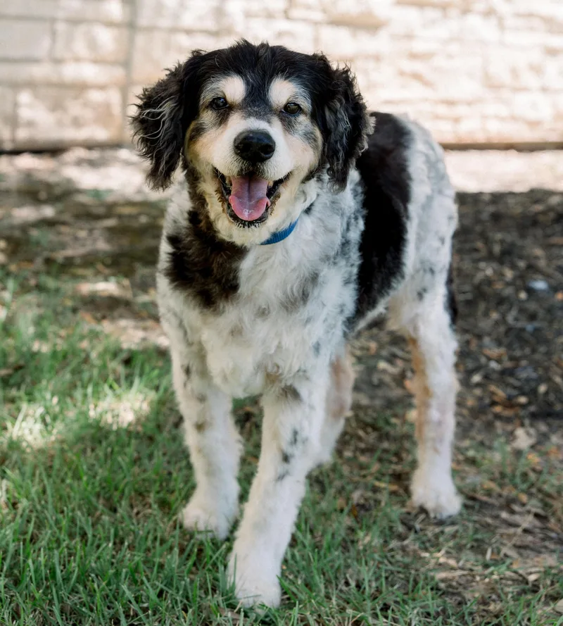 A senior medium-sized male English Springer Spaniel dog named Riley for adoption in Bryan, TX