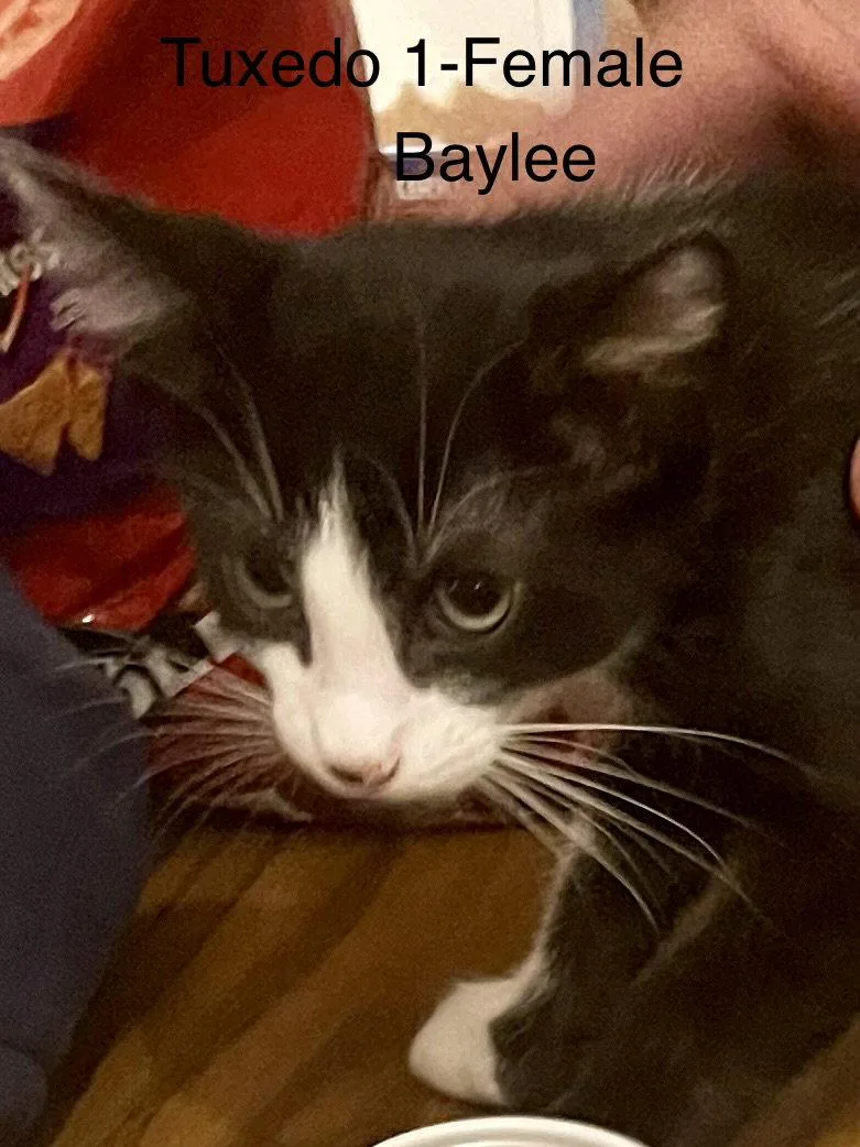 Baylee