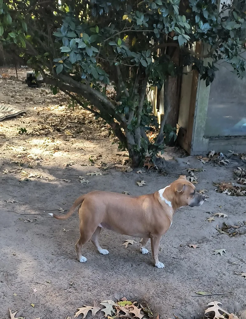 A young medium-sized female Yellow / Tan / Blond / Fawn American Bully dog named Annie for adoption in Chesapeake, VA