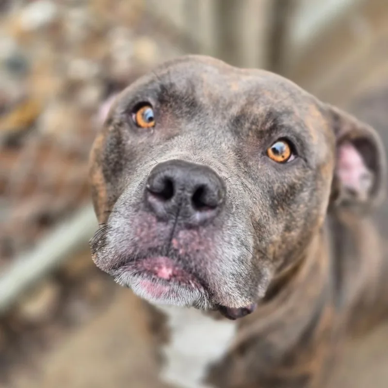 An adult medium-sized female Brindle Mixed Breed dog named Prim for adoption in Escanaba, MI