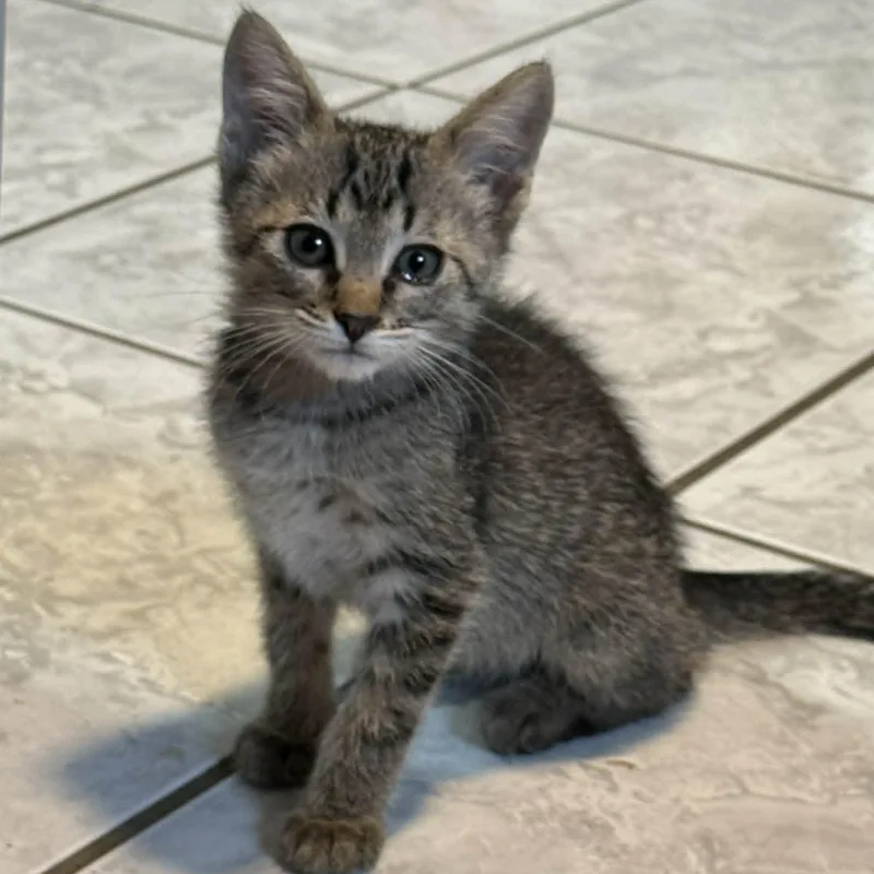A baby medium-sized male Tabby (Gray / Blue / Silver) Domestic Short Hair cat named Thumper for adoption in Colcord, OK
